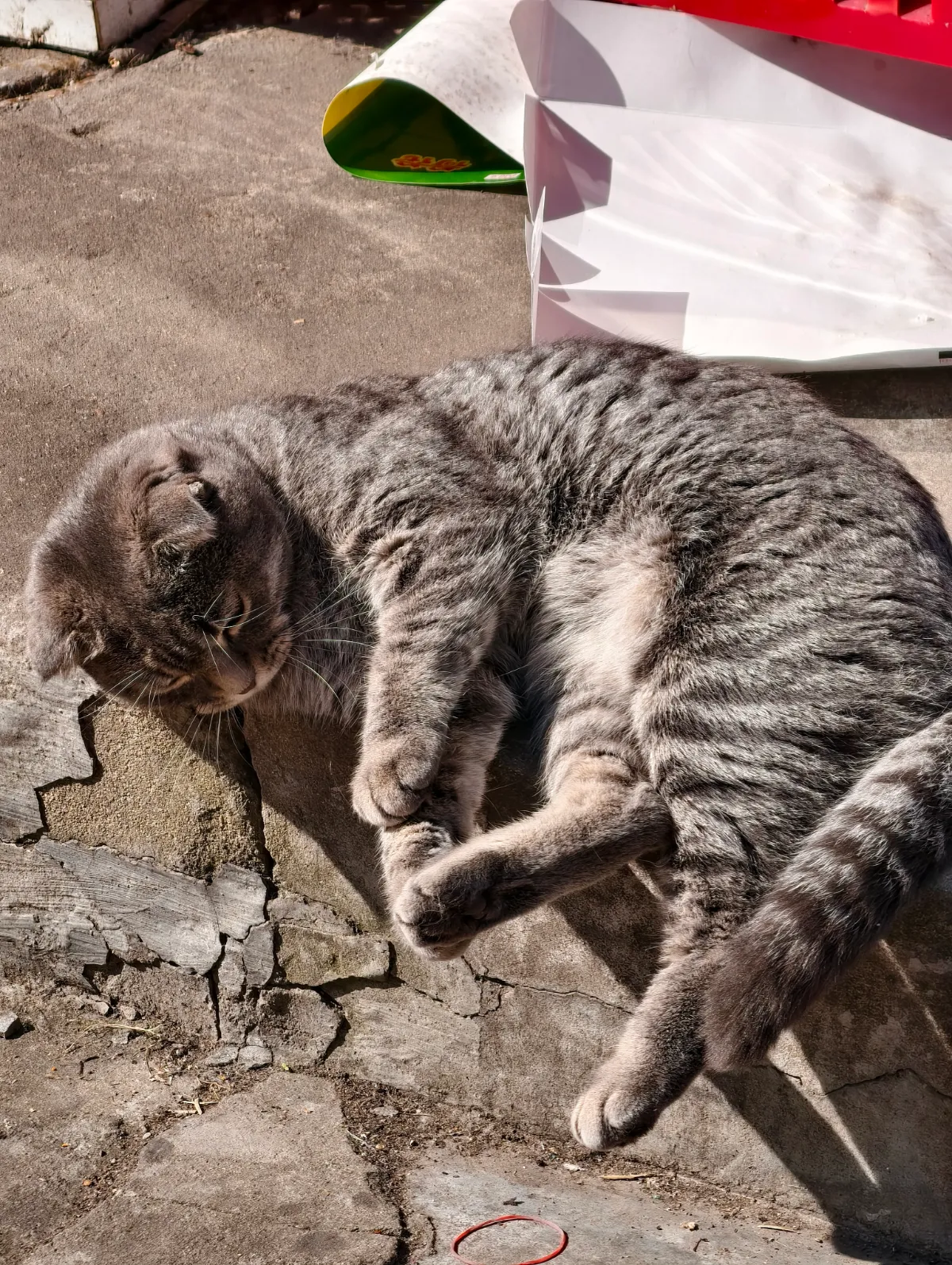 暖阳&猫咪.webp