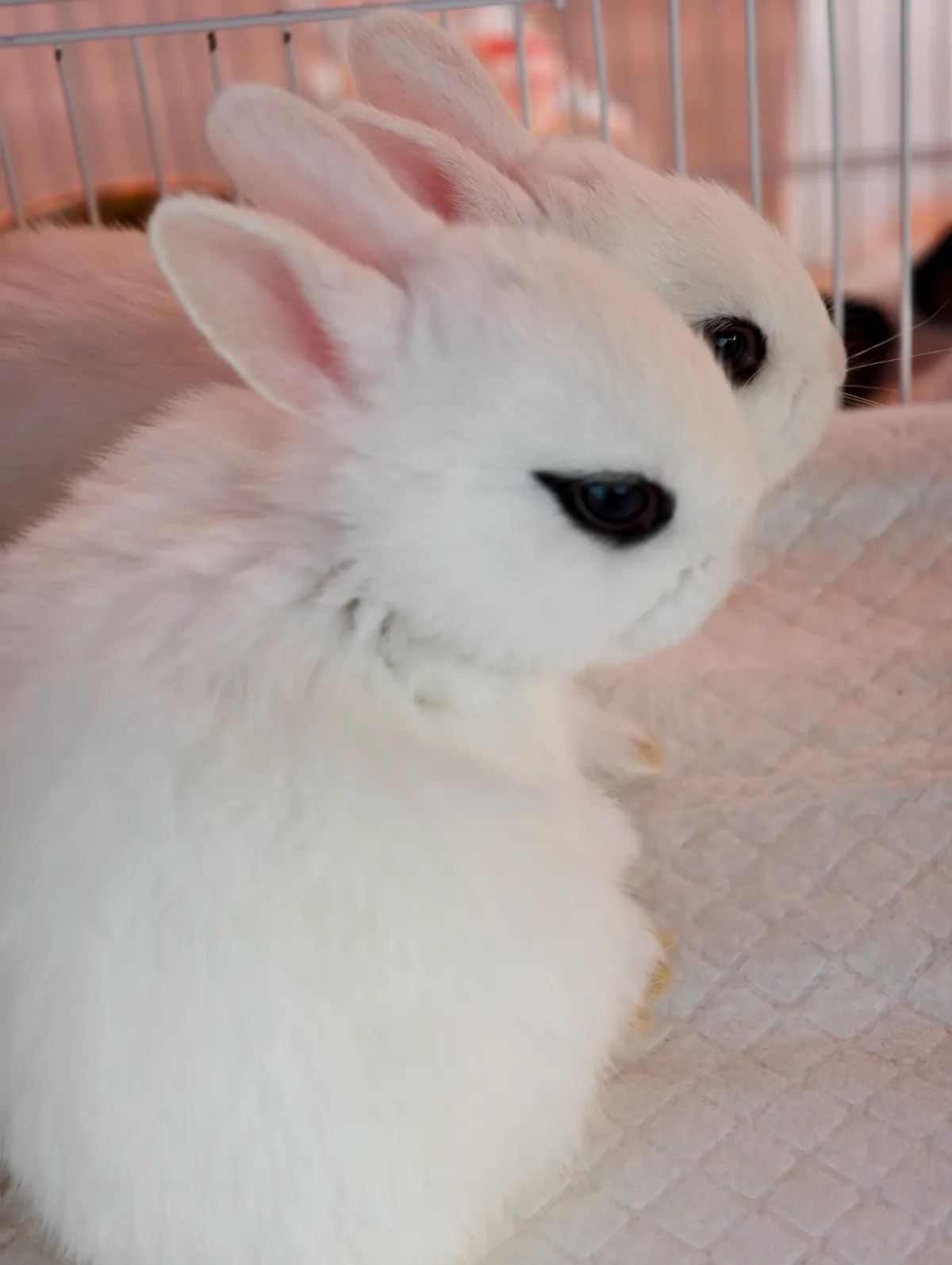 rabbit.webp
