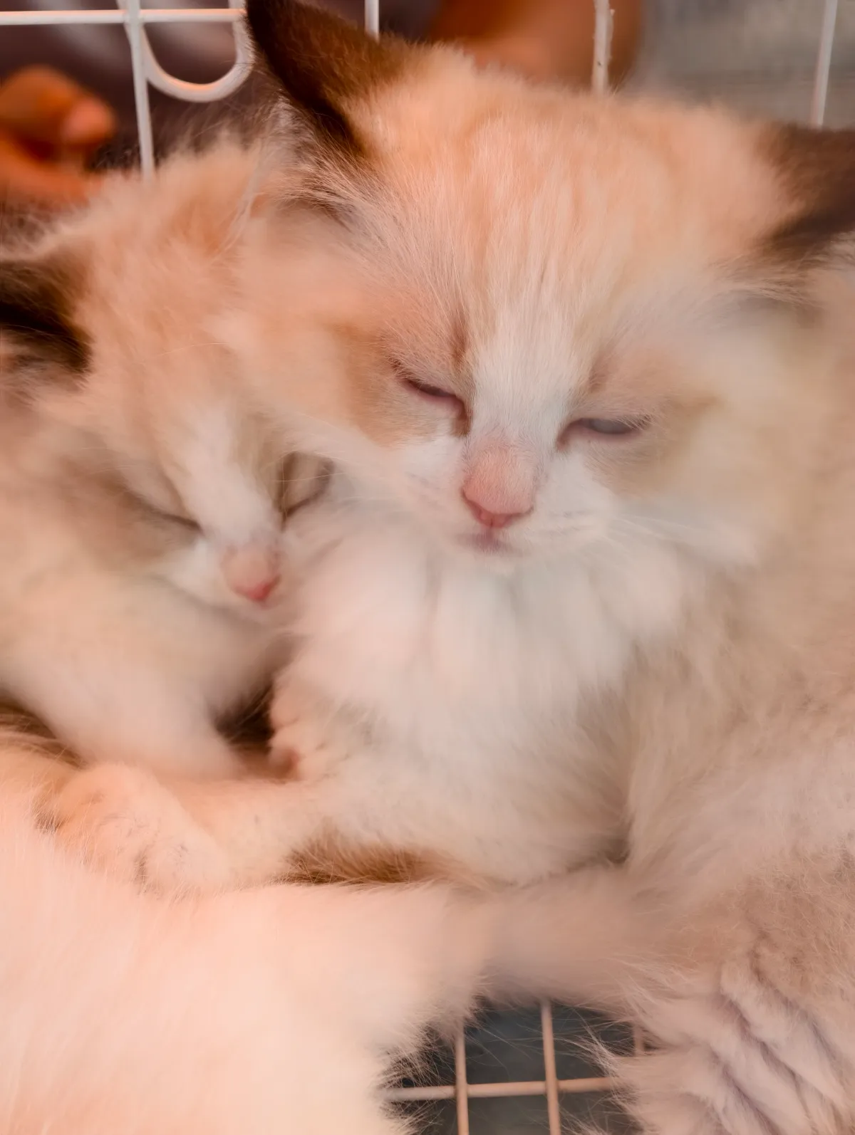cat.webp
